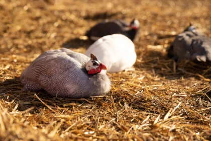 10 Things You Should Know Before Doing Guinea Fowl Farming in South Africa