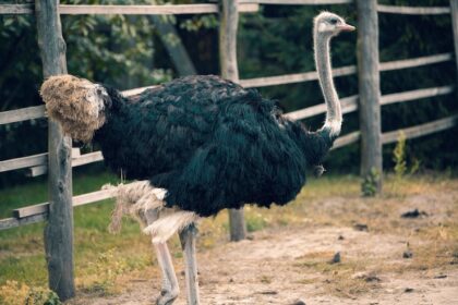 10 Things You Should Know Before Doing Ostrich Farming in South Africa