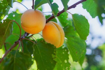 10 Things You Should Know Before Growing Apricots in South Africa