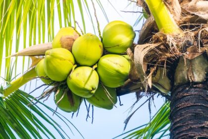 10 Things You Should Know Before Growing Coconut in South Africa