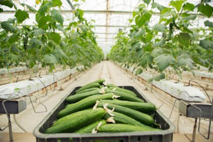 10 Things You Should Know Before Growing Cucumbers in South Africa