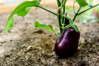 10 Things You Should Know Before Growing Eggplant in South Africa