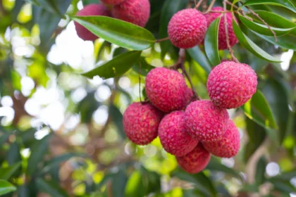 10 Things You Should Know Before Growing Lychee in South Africa