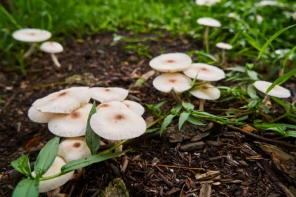 10 Things You Should Know Before Growing Mushrooms in South Africa