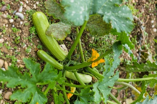 10 Things You Should Know Before Growing Squash in South Africa