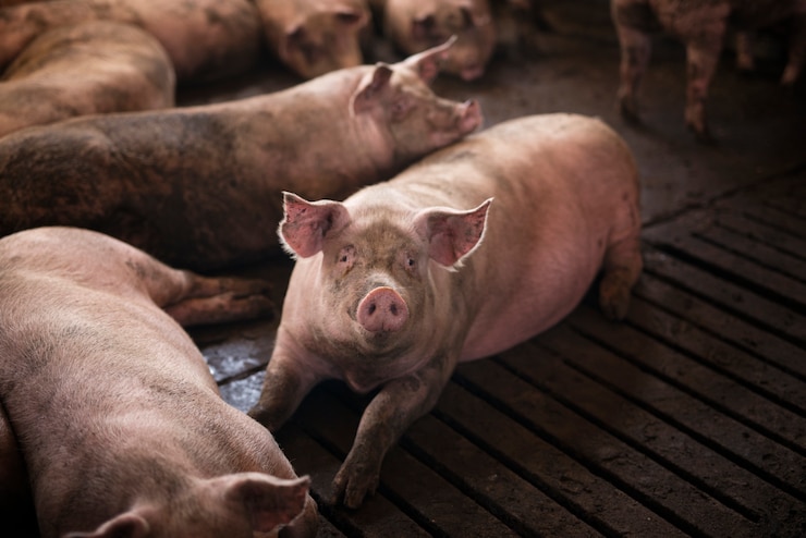 10 Things You Should Know Before Starting Pig Farming in South Africa