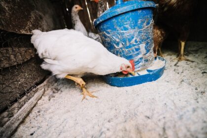 7 Reasons Why Your Broiler Chickens Are Not Growing