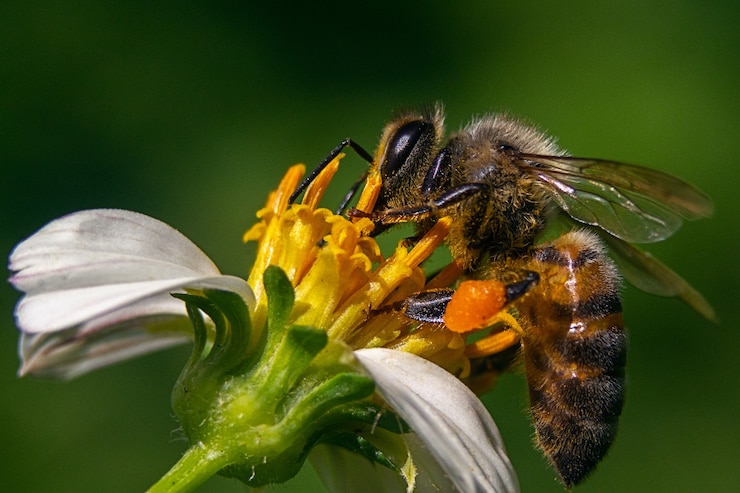 Beekeeping Infections and Diseases to Watch Out for in South Africa