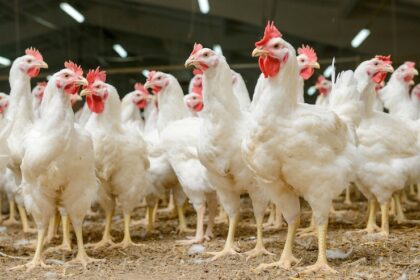 Common Chicken Infections and Diseases Farmers Look Out For in South Africa