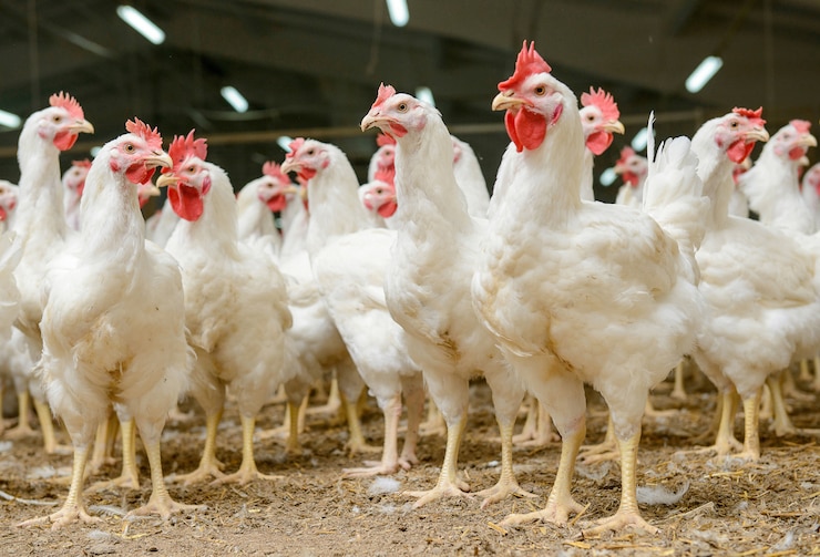 Common Chicken Infections and Diseases Farmers Look Out For in South Africa