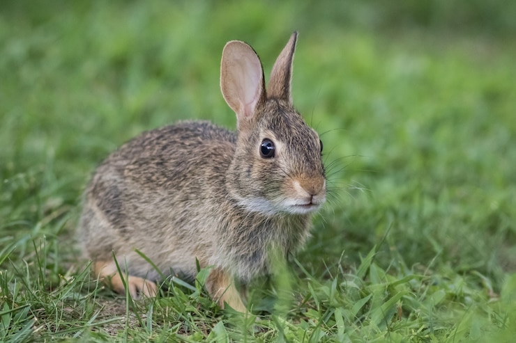 Common Rabbit Infections and Diseases Farmers Should Look Out For In South Africa