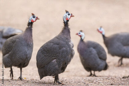 Infections And Diseases To Watch Out For When Doing Guinea Fowl Farming In South Africa