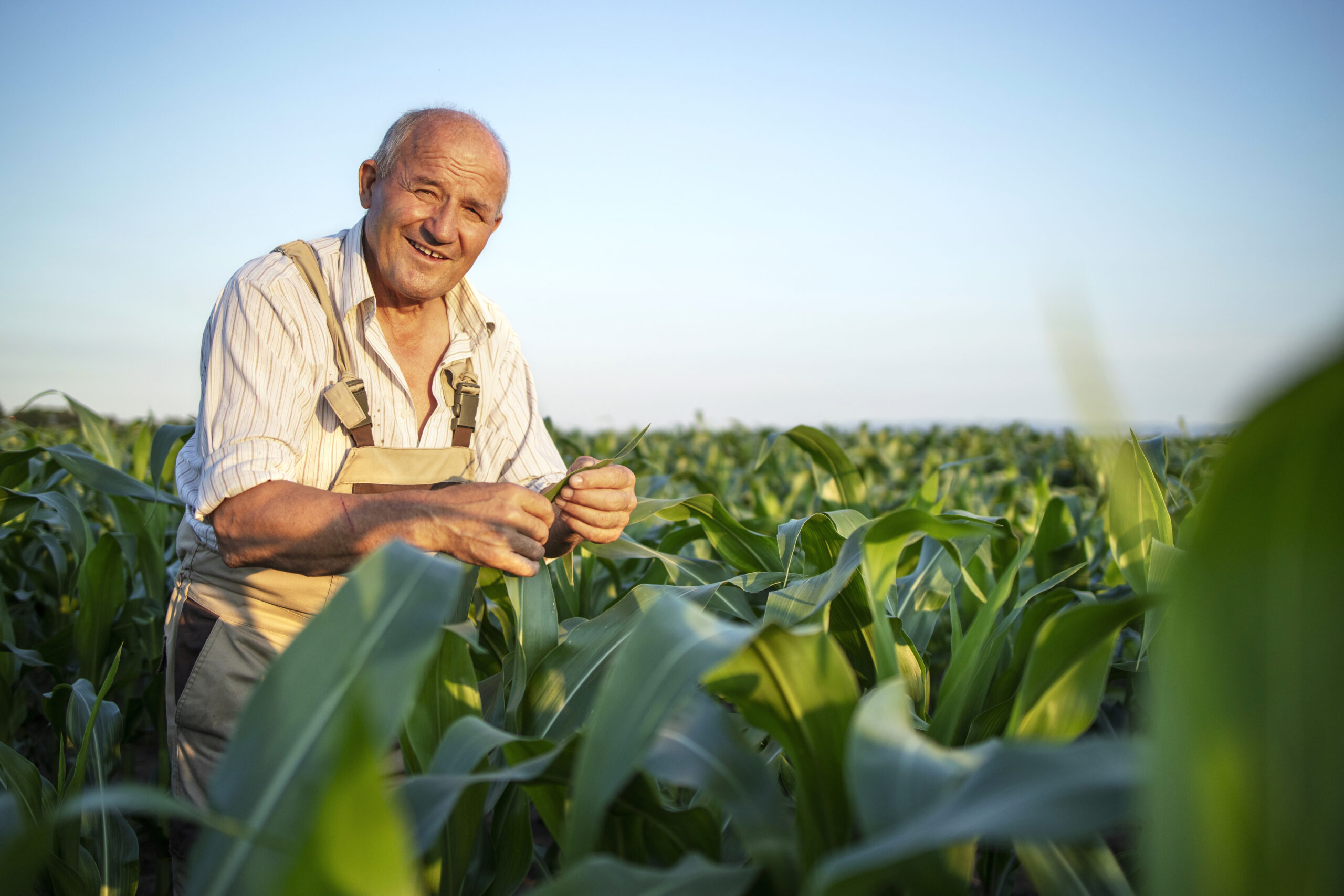 Here is Why Every South African Farmer Should Have Crop & Livestock ...