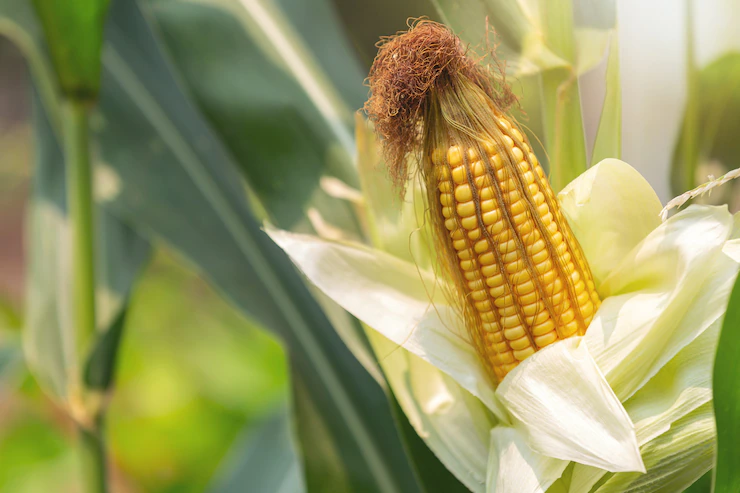 Infections And Diseases To Watch Out For When Growing Maize In South Africa