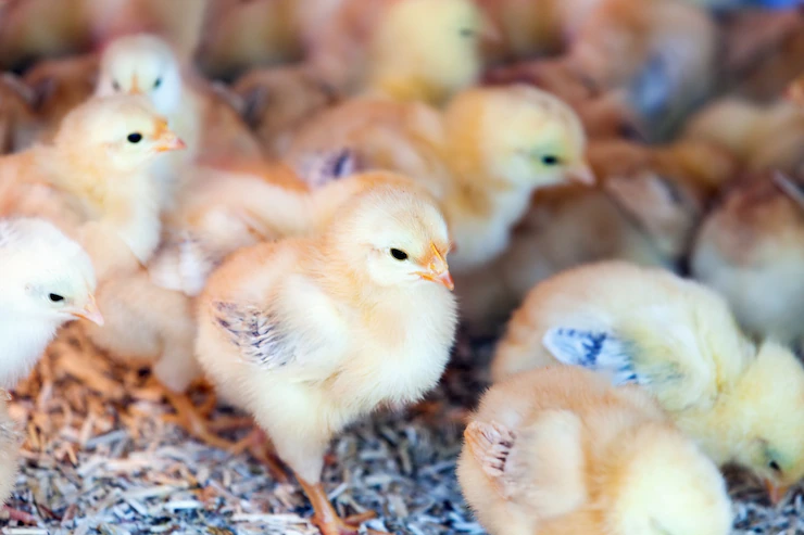 Signs Chickens Have Infectious Bronchitis