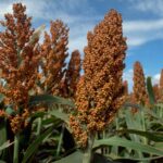 Infections And Diseases To Watch Out For When Growing Soghurm In South Africa