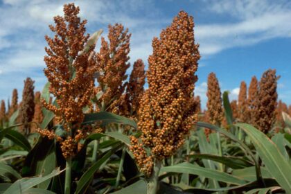 Infections And Diseases To Watch Out For When Growing Soghurm In South Africa