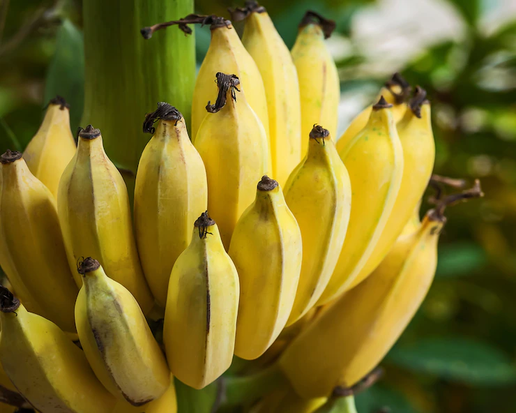 Infections And Diseases To Watch Out For When Growing Bananas In South ...