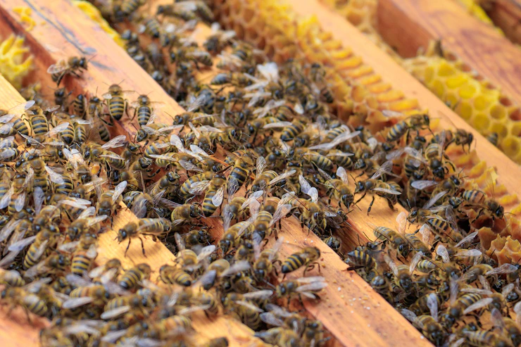 Infections And Diseases To Watch Out For When Doing bees Farming In South Africa