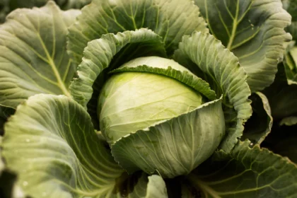Infections And Diseases To Watch Out For When Growing Cabbages In South Africa
