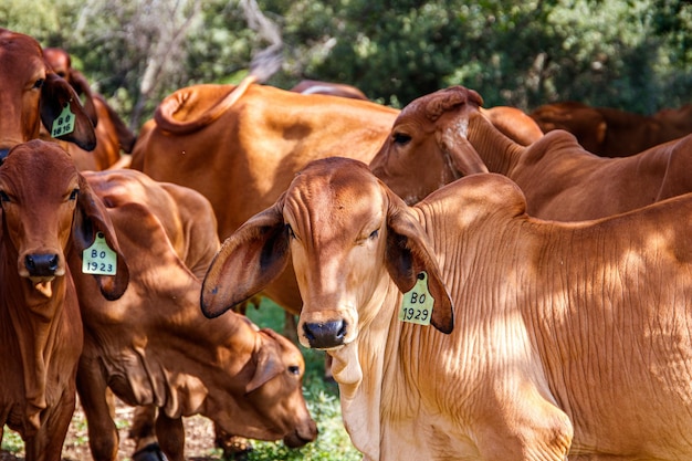 Infections And Diseases To Watch Out For When Doing Farming