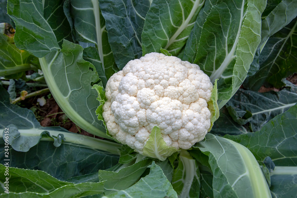 Infections And Diseases To Watch Out For When Growing Cauliflower