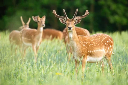 Infections And Diseases To Watch Out For When Doing Deer Farming In South Africa