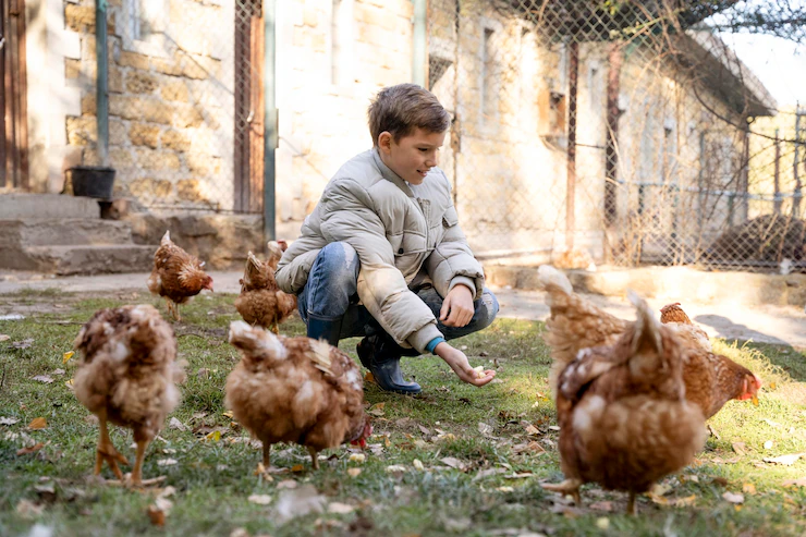 Signs that Your Chickens Have Fowl Cholera