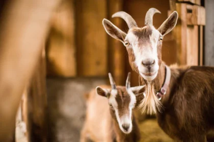 Infections And Diseases To Watch Out For When Doing Goat Farming In South Africa