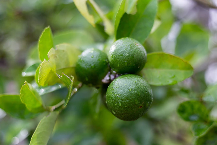 Growing limes in South Africa can be a rewarding experience, providing you with a fresh supply of tangy citrus fruits. By considering the climate requirements, selecting suitable varieties, and implementing proper care and maintenance practices, you can enjoy the vibrant flavors of homegrown limes. Embrace the versatility of limes in your culinary creations and savor the delightful tang they bring to your dishes and drinks.