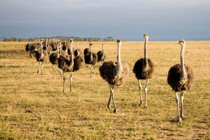 Infections And Diseases To Watch Out For When Doing Ostrich Farming In South Africa