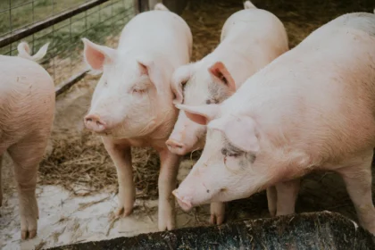 Infections And Diseases To Watch Out For When Doing Pig Farming In South Africa