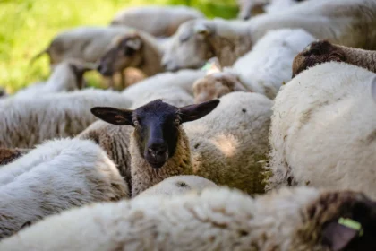 Infections And Diseases To Watch Out For When Doing Sheep Farming In South Africa