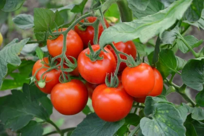 Infections And Diseases To Watch Out For When Growing Tomatoes In South Africa
