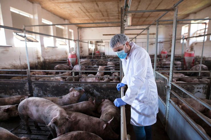 Common Pig Infections and Diseases Farmers Should Look Out For In South Africa