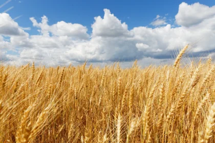 Infections And Diseases To Watch Out For When Growing Wheat In South Africa
