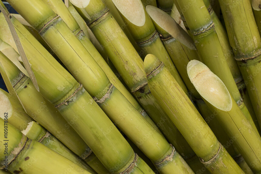 Symptoms Of Rust You Should Look Out For In Sugarcane