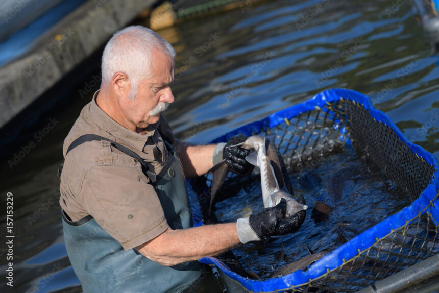 Here are 10 things you should know about an Aquaculture Farmer job: Definition: An Aquaculture Farmer, also known as an aquafarmer, is responsible for the cultivation and farming of aquatic organisms, such as fish, shellfish, and aquatic plants, in controlled environments like ponds, tanks, or ocean enclosures. Varied Responsibilities: Aquaculture farmers perform a wide range of tasks, including feeding and monitoring the health of the aquatic organisms, maintaining the water quality and temperature, controlling diseases and pests, and managing the overall production process. Knowledge of Aquatic Organisms: Aquaculture farmers must have a good understanding of the specific aquatic species they are cultivating. This includes knowledge of their biology, growth requirements, feeding habits, and potential diseases. Environmental Considerations: Aquaculture farmers need to consider the environmental impact of their operations. They must ensure sustainable practices, minimize pollution and waste, and protect the local ecosystem. Business and Financial Management: Aquaculture farming involves managing a business, including budgeting, marketing, and financial planning. Farmers need to have basic business skills to ensure profitability and sustainability. Physical Demands: This job can involve physical labor, as aquaculture farmers often perform tasks such as netting, feeding, and harvesting the aquatic organisms. They may need to work in adverse weather conditions and be comfortable working in water. Monitoring and Maintenance: Aquaculture farmers must regularly monitor and maintain the water quality parameters, such as temperature, pH, dissolved oxygen, and salinity. This ensures the health and well-being of the aquatic organisms. Disease Management: Diseases can pose a significant threat to aquaculture operations. Farmers must have knowledge of disease prevention and treatment methods to ensure the health of their stock. This may involve implementing biosecurity measures and working closely with veterinarians or aquatic health professionals. Regulatory Compliance: Aquaculture farmers must adhere to various regulations and permits related to water usage, waste management, species selection, and other environmental considerations. Staying informed and compliant with these regulations is crucial to operate legally and sustainably. Continuous Learning: The field of aquaculture is constantly evolving, with new technologies and practices emerging. Aquaculture farmers must stay updated with the latest research, industry trends, and advancements in farming techniques to improve productivity and sustainability. Remember that while these points provide a general overview, the specific responsibilities and requirements of an aquaculture farmer can vary depending on the location, type of operation, and target species.