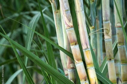 Symptoms Of Fusarium Wilt You Should Look Out For In Sugarcane