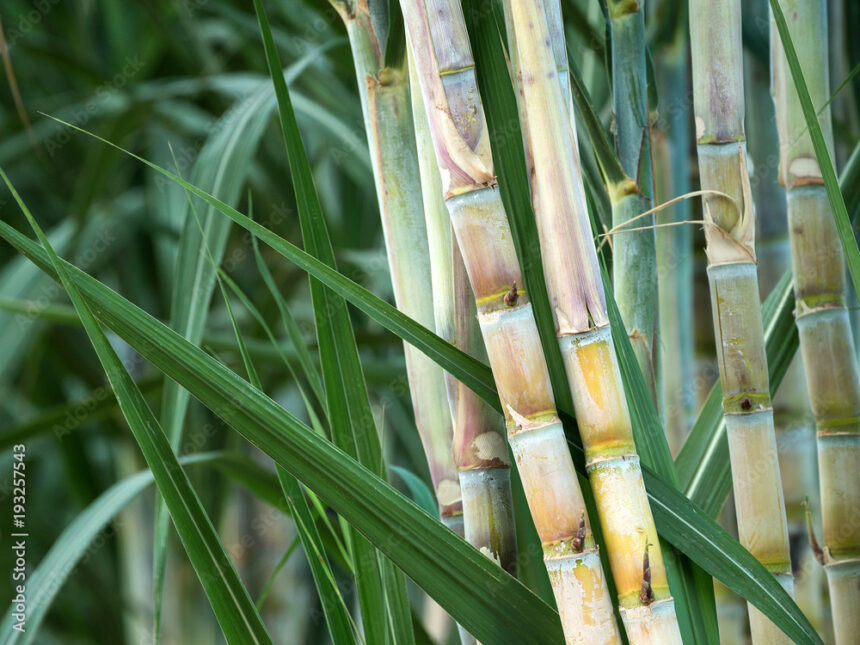 Symptoms Of Fusarium Wilt You Should Look Out For In Sugarcane