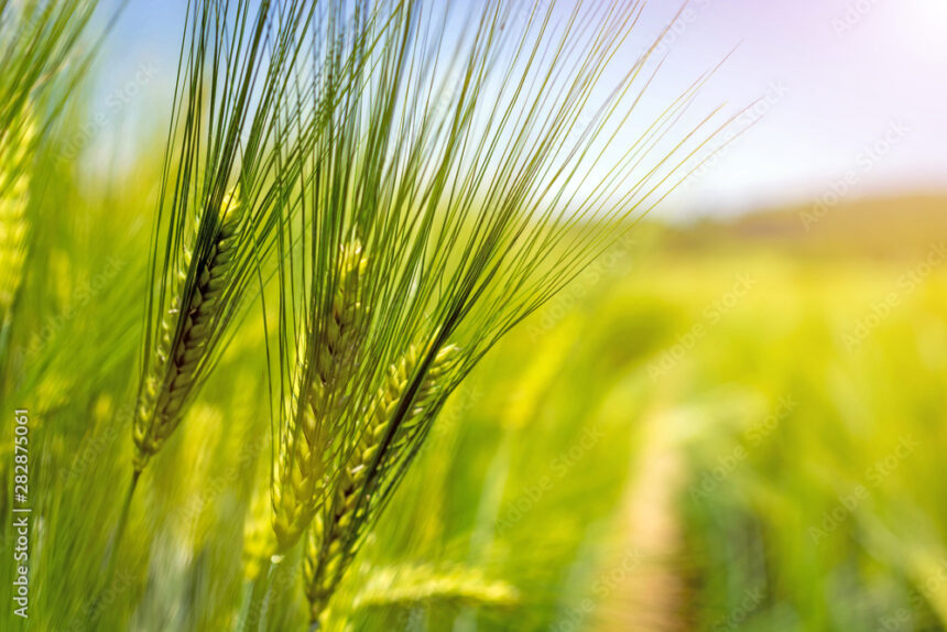 Symptoms Of Net Blotch You Should Look Out For In Barley