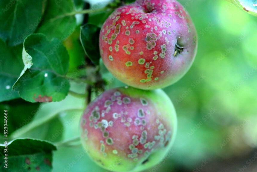 Symptoms Of Apple Scab You Should Look Out For In Apples