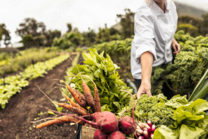 The Importance Of Crop Rotation In Preventing Soil Erosion And Disease In South Africa