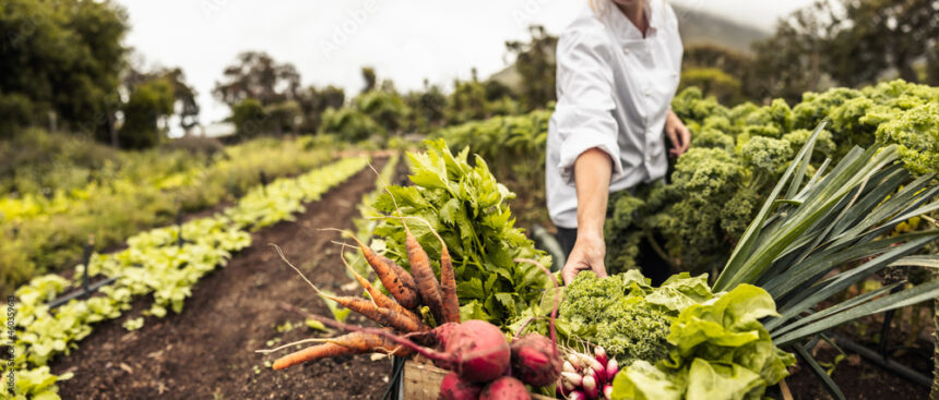 The Importance Of Crop Rotation In Preventing Soil Erosion And Disease In South Africa