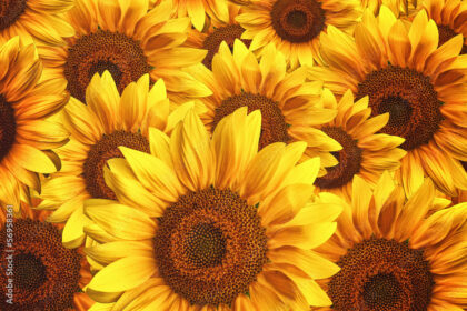 Sunflowers: A Vibrant Crop with Multiple Uses in South Africa