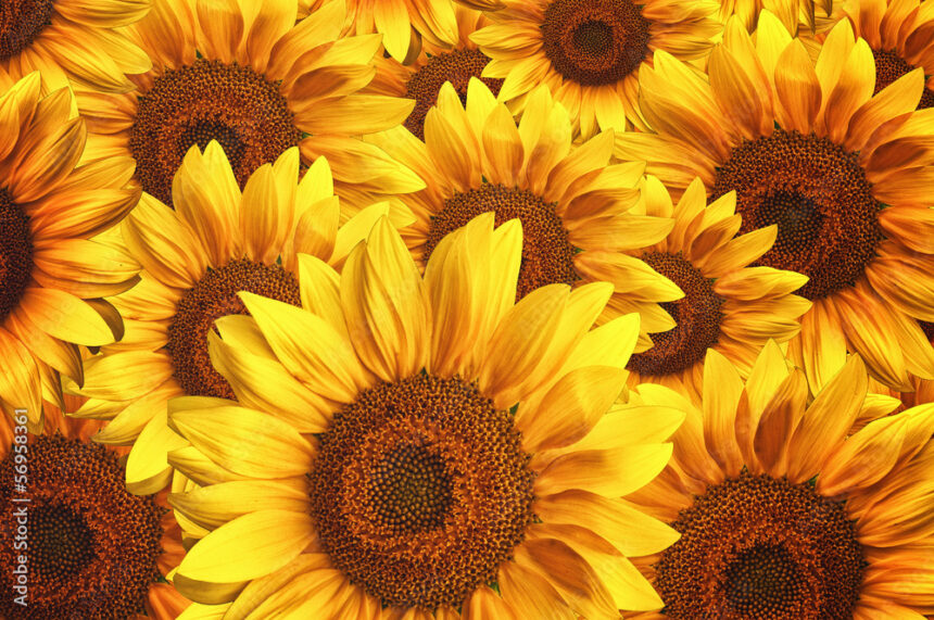 Sunflowers: A Vibrant Crop with Multiple Uses in South Africa