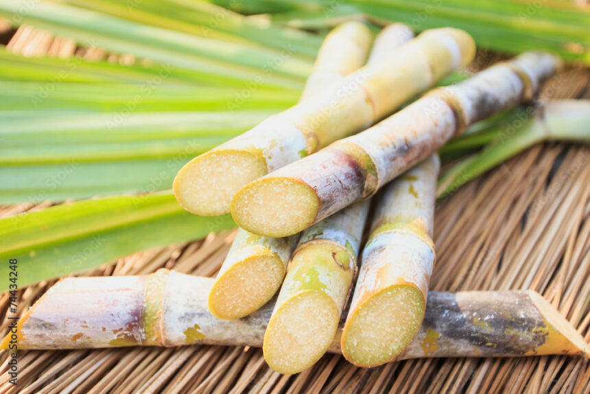 Symptoms Of Leaf Scald You Should Look Out For In Sugarcane