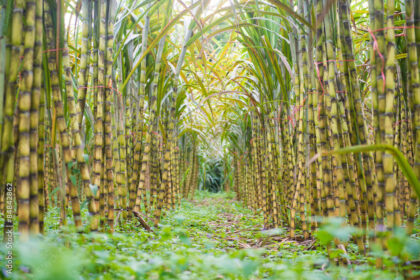 Symptoms Of Sugarcane Mosaic Virus You Should Look Out For In Sugarcane