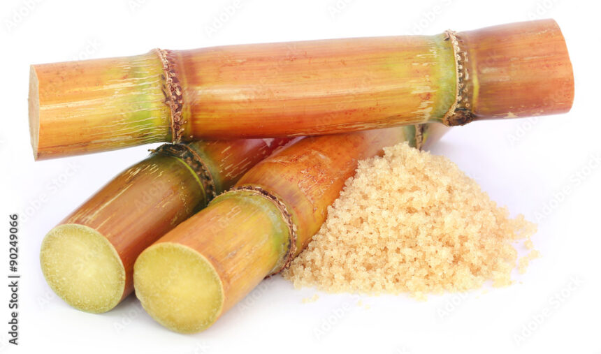 Symptoms Of Sugarcane Smut You Should Look Out For In Sugarcane