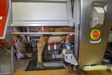 Role of Milking Robots and Automated Dairy Systems in Modern Farming